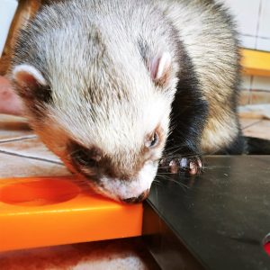 Oscar